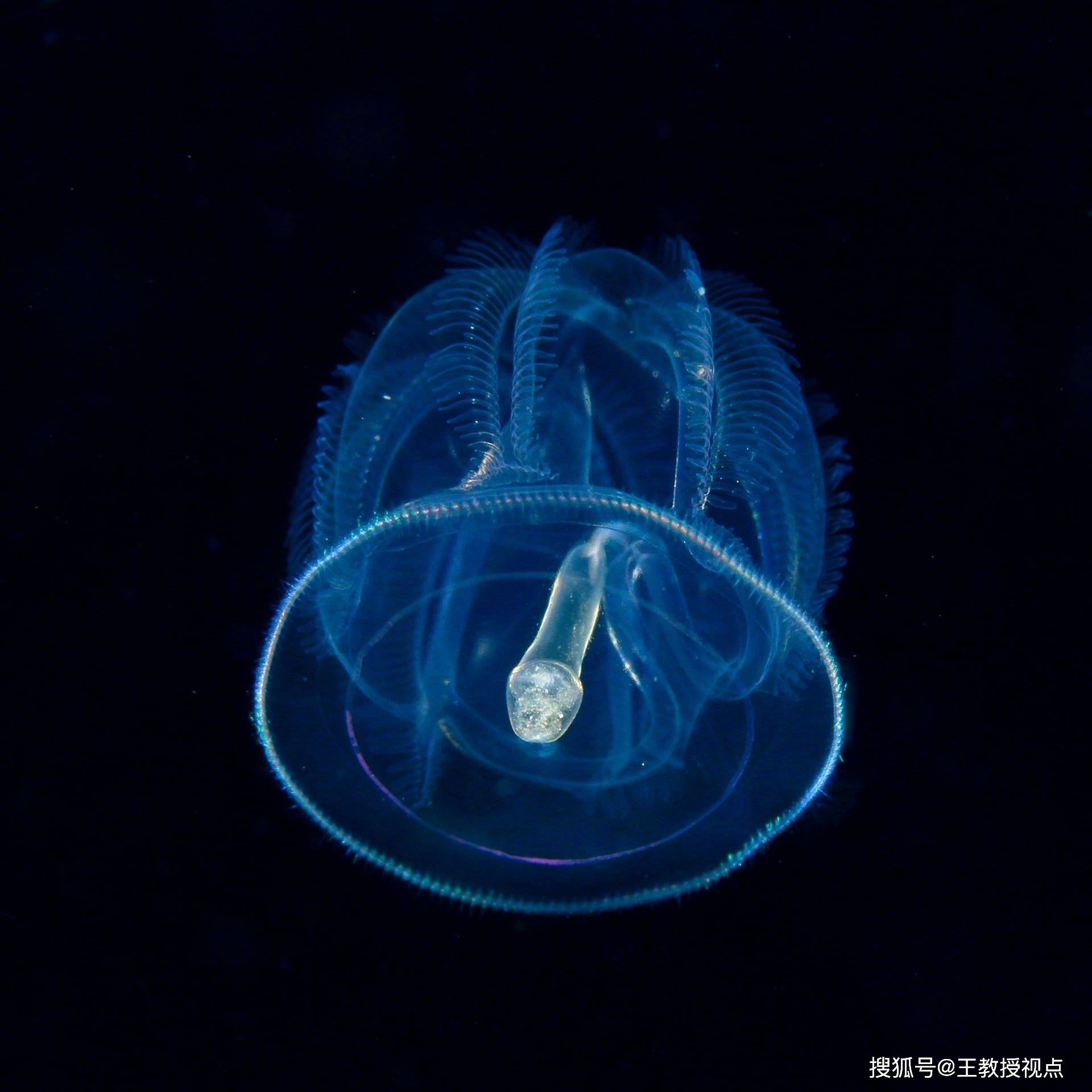 深海神秘生物直播，海怪實(shí)時(shí)探索之旅