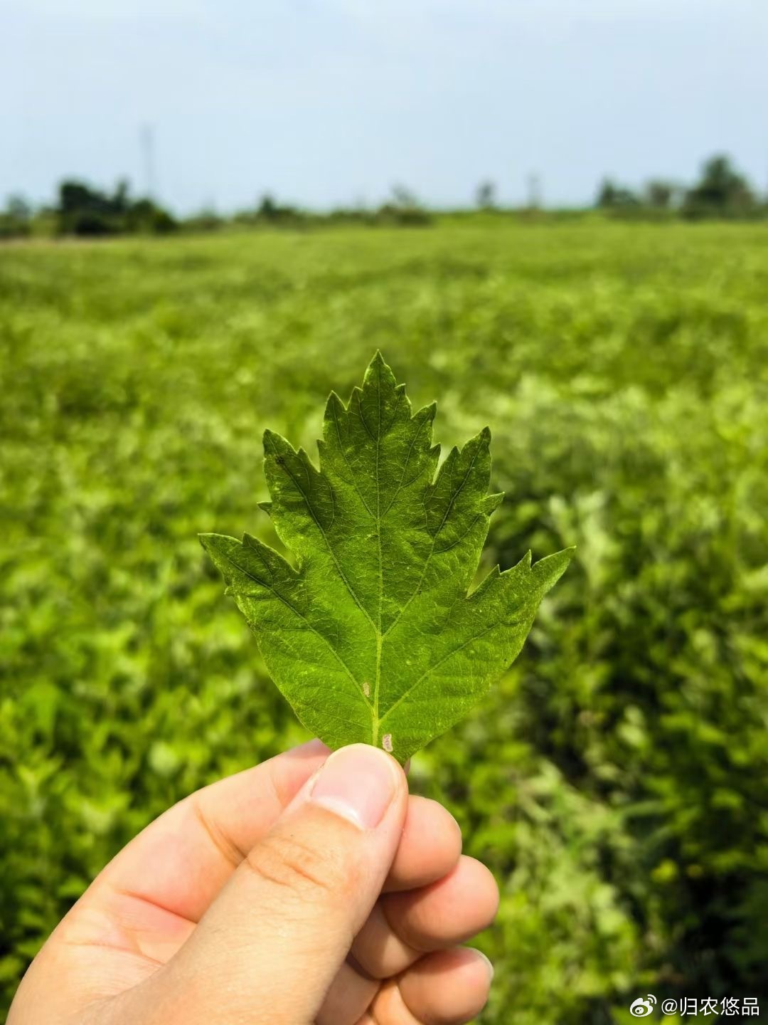 F艾草直播，學(xué)習(xí)、蛻變與自信之種在每次點擊中綻放光彩