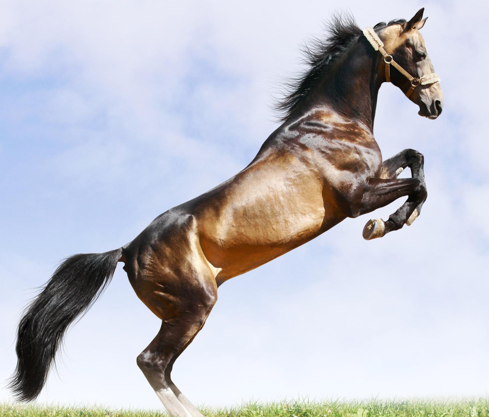 2024澳門特馬開獎揭曉：93號馬匹，風險評估詳解——WFW2.61.29經(jīng)典版
