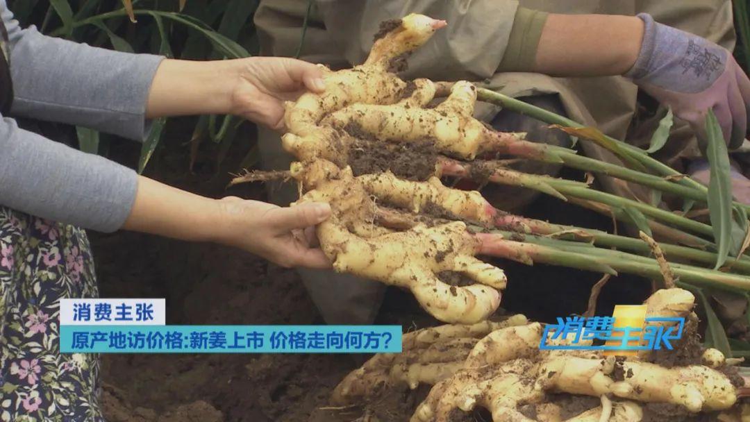 昌邑大姜最新價格，變化中的機遇，成就感的源泉今日更新！