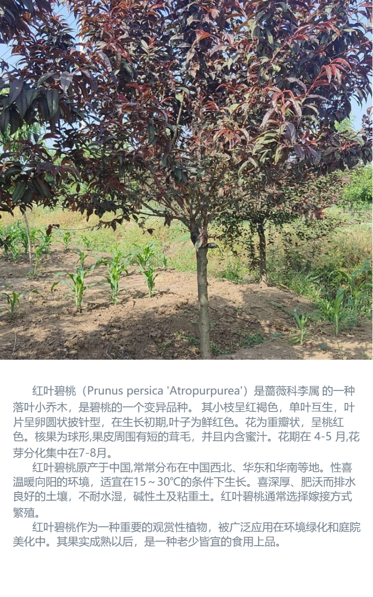 紅櫸樹最新價格,?紅櫸樹最新價格????，帶你走進自然寶藏的世界！