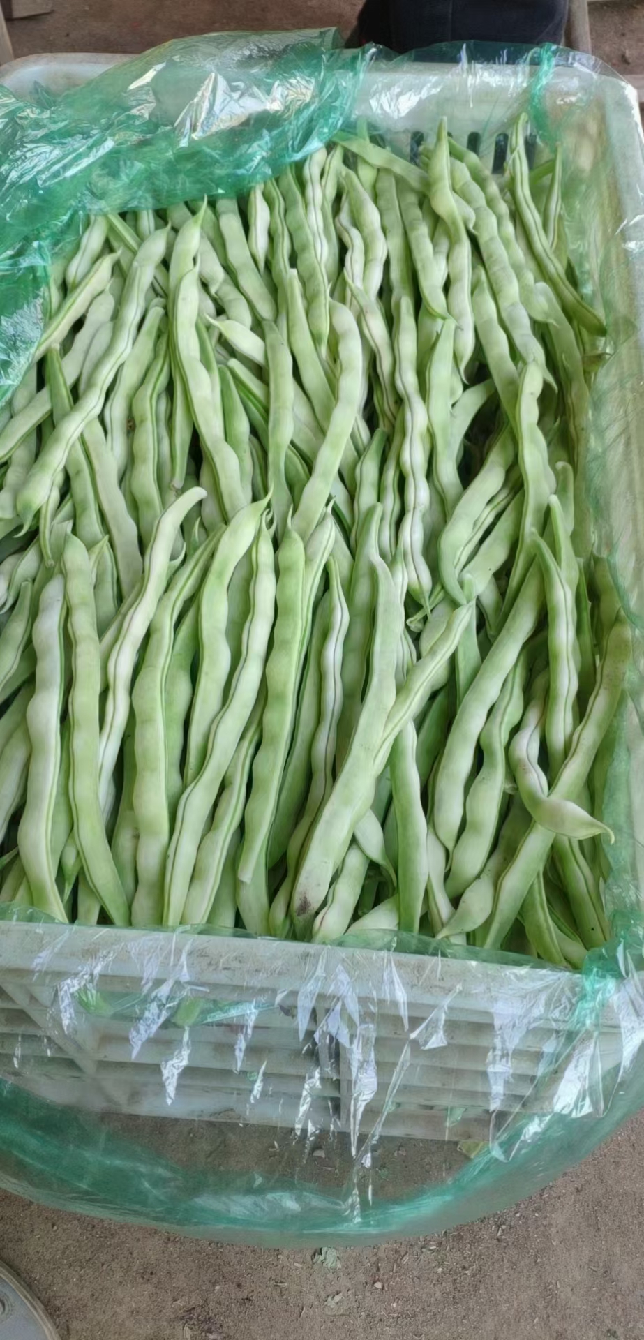 山東蕓豆價(jià)格最新動(dòng)態(tài)，最新行情報(bào)告揭秘！
