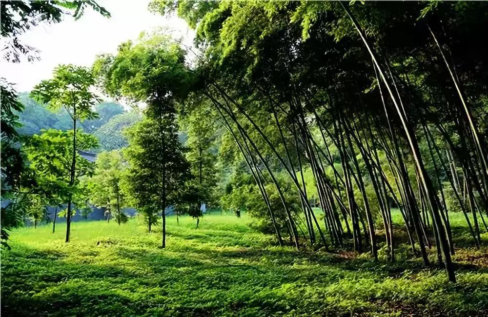 新津旅游景點大全，最新旅游攻略與景點推薦