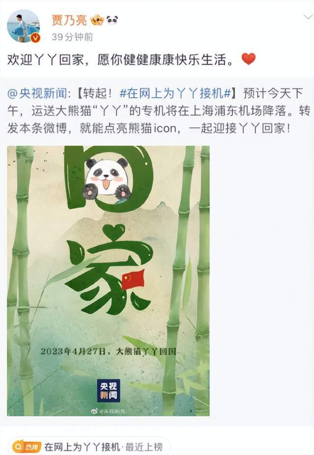丫丫熊貓最新動態(tài),丫丫熊貓最新動態(tài)，探尋中國國寶的生活軌跡