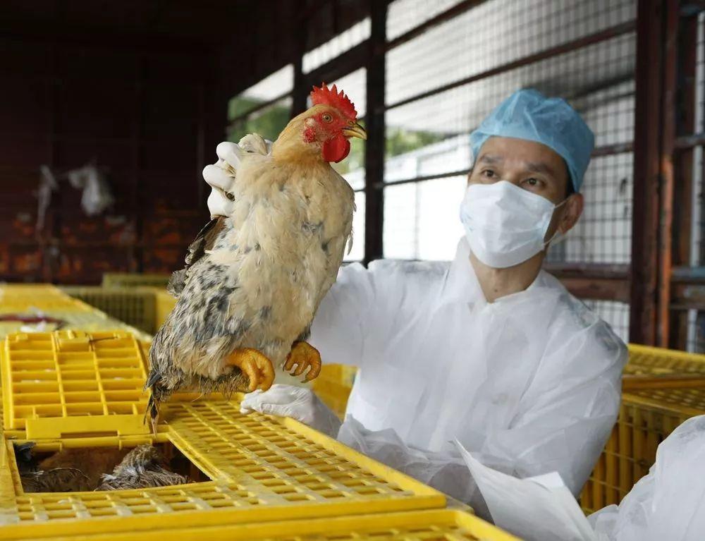 廣東H7N9最新消息，巷弄深處的隱藏瑰寶