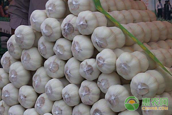 大蒜最新價格網(wǎng)，洞悉市場動態(tài)，掌握大蒜市場脈搏