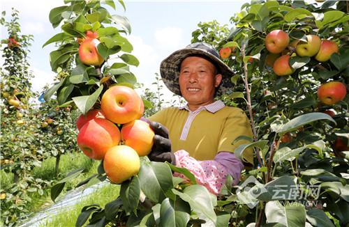 最新紅梨品種探索，梨樹繁榮的未來世界