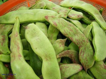 油豆最新報價，開啟自然之旅，探尋內(nèi)心寧靜與平和的秘境