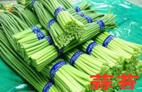 今日蒜苔價(jià)格行情深度解析，新鮮蒜苔市場走勢一覽