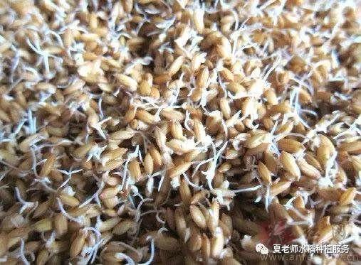 最新型水稻催芽機(jī)，科技與田園的完美結(jié)合，喚醒一段溫馨記憶的圖片展示