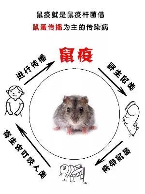 鼠最新疫情,鼠最新疫情，科技守護生活，智能產(chǎn)品引領未來潮流
