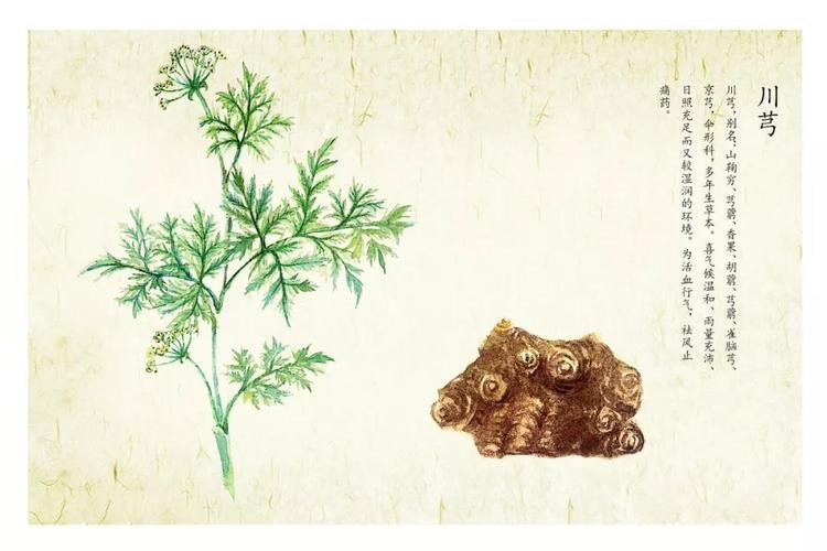 川芎最新藥典揭秘，小巷深處的獨(dú)特藥香