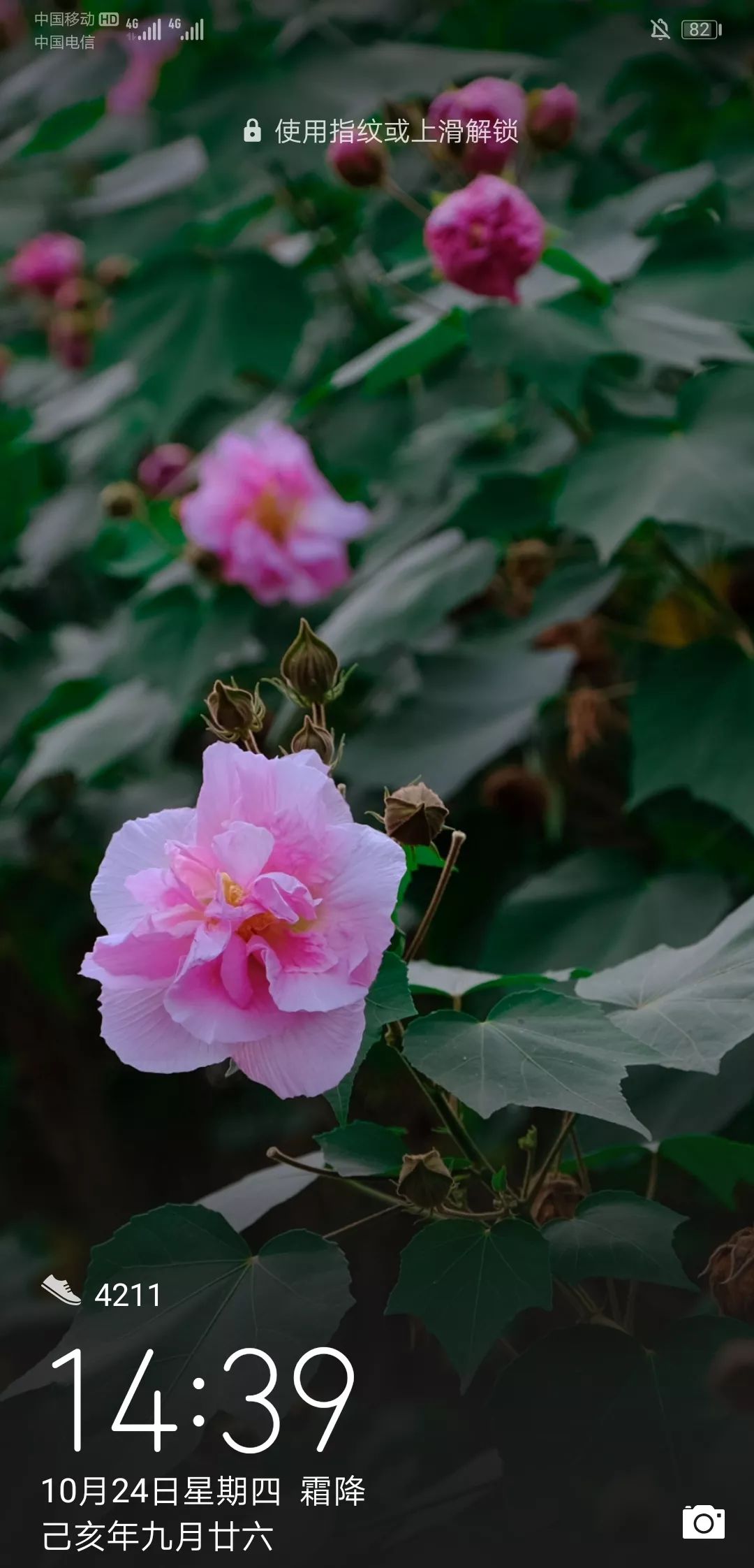 最新花花經(jīng)，花卉種植的新趨勢(shì)與技巧概覽