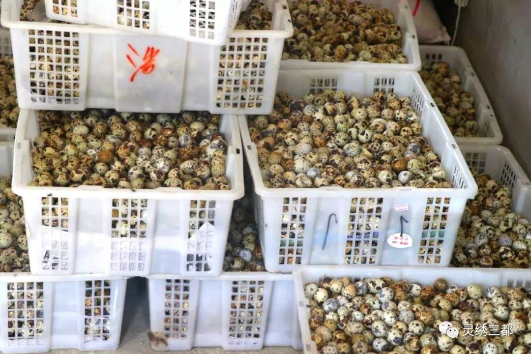鵪鶉蛋價格揭秘，市場行情大解密！