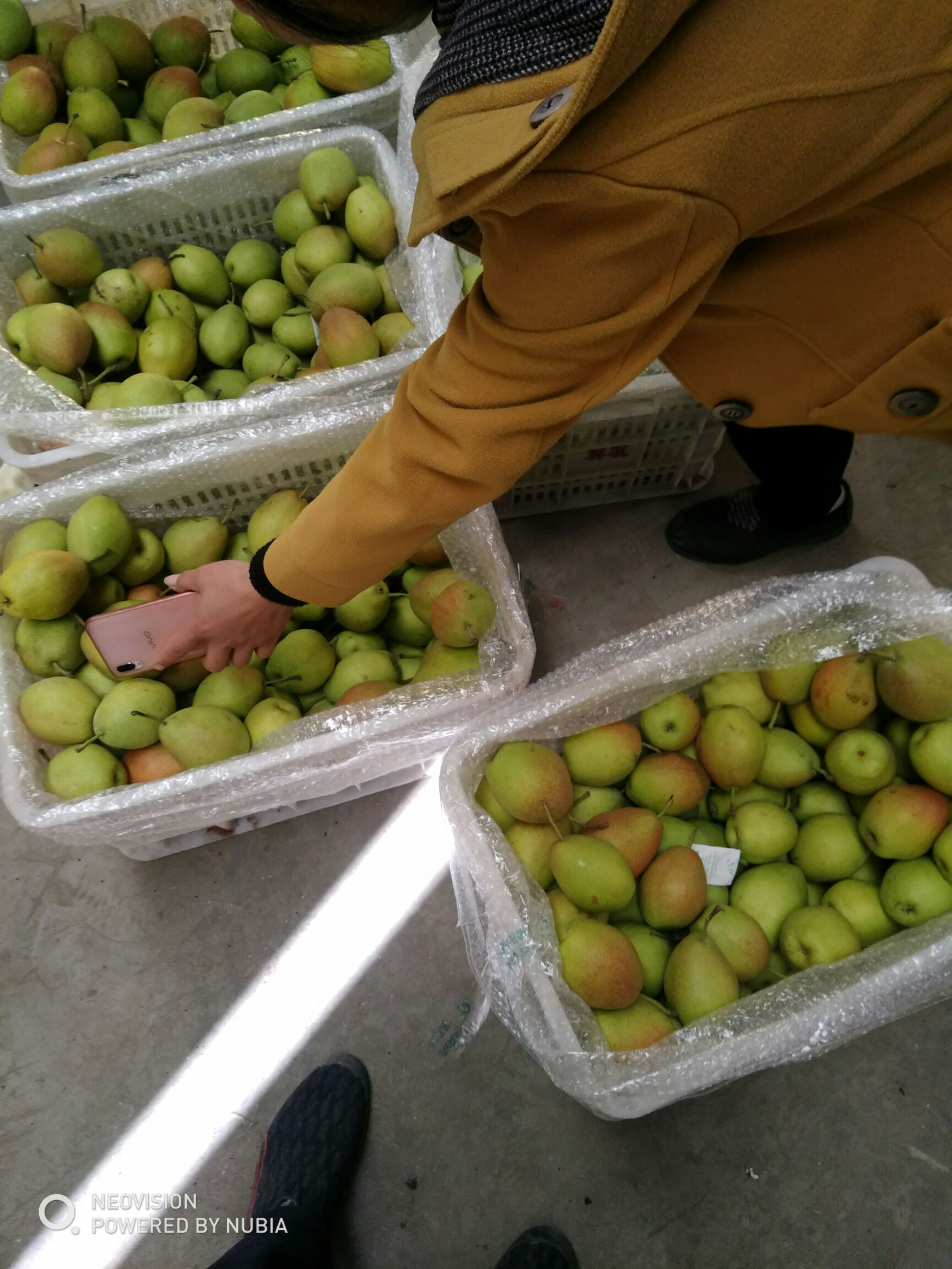 香梨之旅，一顆梨的勵(lì)志人生與行情展望