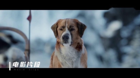 感人至深的狗電影，忠誠(chéng)與陪伴的溫馨故事