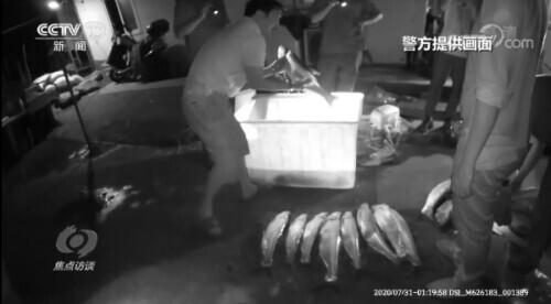 紅鮰魚價(jià)格揭秘，一場自然之旅，探尋內(nèi)心平靜與喜悅的旅程