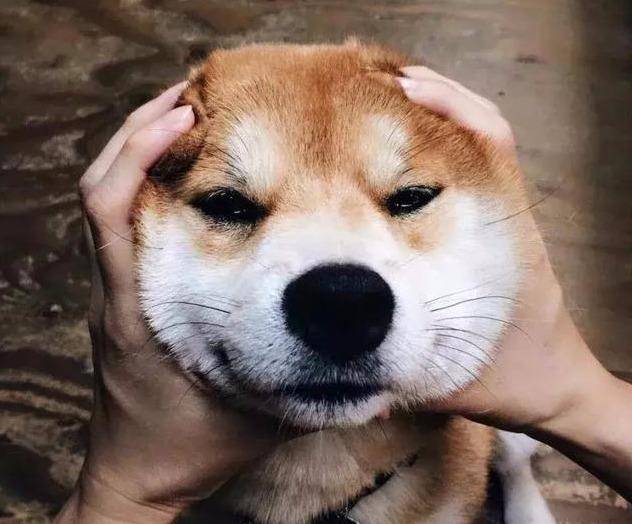 柴犬行情，尋找內(nèi)心平靜的溫馨之旅