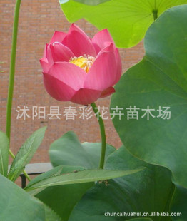 荷花價格盛夏之韻，優(yōu)雅之選，綻放你的魅力風(fēng)采