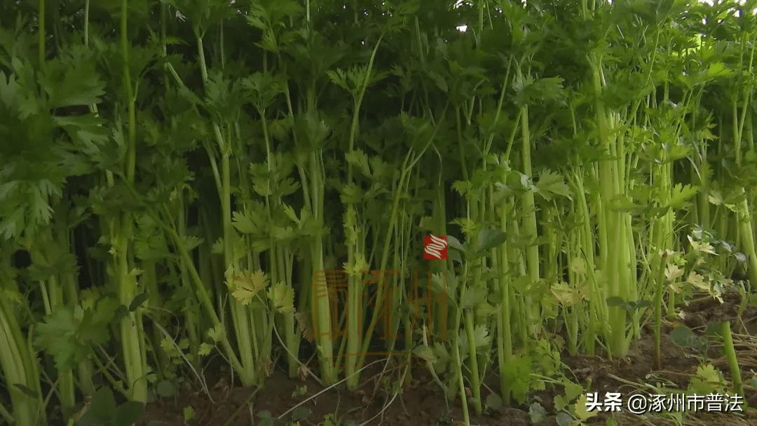 香芹價(jià)格最新行情概覽，最新行情指南與趨勢(shì)分析