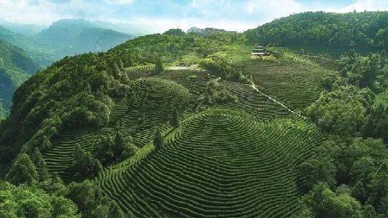重慶茶園最新動(dòng)態(tài)資訊