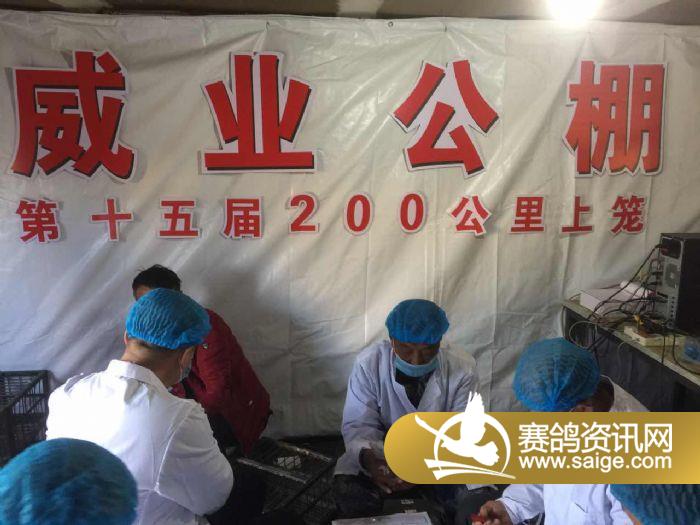 威業(yè)賽鴿公棚最新公告發(fā)布