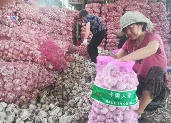 河南中牟大蒜市場價格的時代印記與市場脈動