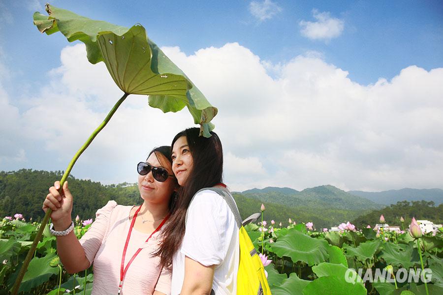 蓮花村情感最新篇章，傳統(tǒng)與現(xiàn)代的交融之美